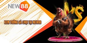 Hướng Dẫn Cách Xem Tướng Gà Chọi Tại New88